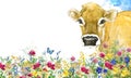 Cow. Cow watercolor illustration. Milking Cow Breed.