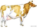 Cow. Cow watercolor illustration. Milking Cow Breed. Ayrshire Cow Breed.