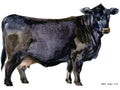 Cow. Cow watercolor illustration. Milking Cow Breed. Black Angus Cow Breed Royalty Free Stock Photo