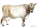 Cow. Cow watercolor illustration. Milking Cow Breed. Brown Swiss Cow