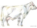 Cow. Cow watercolor illustration. Milking Cow Breed. Charolais Cow Breed Royalty Free Stock Photo