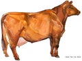 Cow. Cow watercolor illustration. Milking Cow Breed. Danish Red Cow Breed