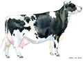 Cow. Cow watercolor illustration. Milking Cow Breed. Holstein Cow Breed