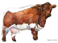 Cow. Cow watercolor illustration. Milking Cow Breed. Pinzgauer Cow Breed. Jersey Cow breed Royalty Free Stock Photo