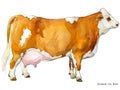 Cow. Cow watercolor illustration. Milking Cow Breed. Simmental Cow Breed