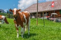 Cow with cowbell in an alpine meadow in the swiss alps in front of a farm with swiss flag Royalty Free Stock Photo