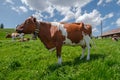 Cow with cowbell in an alpine meadow in the swiss alps in front of a farm with swiss flag Royalty Free Stock Photo