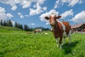 Cow with cowbell in an alpine meadow in the swiss alps in front of a farm with swiss flag Royalty Free Stock Photo