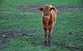 Cow. Cows. Farm Animals. Brown cow on a green field Royalty Free Stock Photo