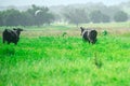 Cow on cows farm grazing on a green meadow.