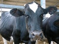 Cow in cowshed Royalty Free Stock Photo