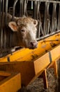 cow in a cowshed Royalty Free Stock Photo