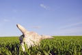Cow cranium in the crop field Royalty Free Stock Photo