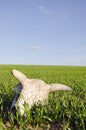 Cow cranium in the spring crop field Royalty Free Stock Photo