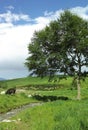 Cow creek tree blue sky white cloud distant mountain Royalty Free Stock Photo