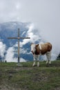 Cow and the cross 2 Royalty Free Stock Photo