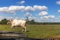 Cow crossing the road in front of the car Royalty Free Stock Photo