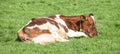 Cow curled up sleeping in the middle of a grassland, take a power nap, relaxed and happy, lazy lying in the field Royalty Free Stock Photo