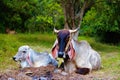 The cow dairy farm animal nature in thailand