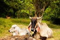 The cow dairy farm animal nature in thailand