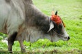 Cow with decorated horn Royalty Free Stock Photo