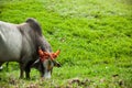 Cow with decorated horn Royalty Free Stock Photo