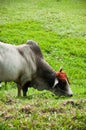 Cow with decorated horn Royalty Free Stock Photo