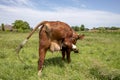 Cow, deep red, with itch, flexibly licks its udder under raised hind leg, in a lush green meadow under a blue sky Royalty Free Stock Photo