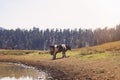 Cow are defecating and grazing in a pasture near the forest Royalty Free Stock Photo