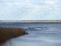 Nice birds in flood field in spring, Lithuania Royalty Free Stock Photo