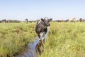 Cow in a ditch cooling, swimming taking a bath and standing in a creek, reflection in the water