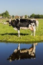 Cow and Ditch Reflection Royalty Free Stock Photo