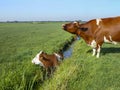 Cow in ditch, trapped, wailing cow beside the ditch sounds alarm for help, drowning cow