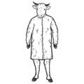 Cow in doctor coat. Sketch scratch board imitation coloring. Royalty Free Stock Photo