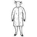 Cow in doctor coat. Sketch scratch board imitation coloring. Royalty Free Stock Photo