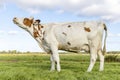 Cow does moo with her head uplifted, wailing and heckling, full length side view standing in a green field