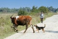 Cow and dog crossing road Royalty Free Stock Photo