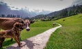 Cow and Dog in Green meadows in himalayas, Great Himalayan National Park, Sainj Valley, Himachal Pradesh, India Royalty Free Stock Photo