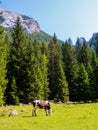 Cow in the Dolomites Royalty Free Stock Photo