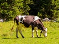 Cow in the Dolomites Royalty Free Stock Photo