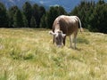 Cow in Dolomiti mountains