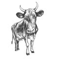 Cow - domestic animal, farm hand drawn vector illustration sketch Royalty Free Stock Photo