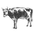 Cow - domestic animal, farm hand drawn vector illustration sketch Royalty Free Stock Photo