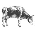 Cow - domestic animal, farm hand drawn vector illustration sketch Royalty Free Stock Photo