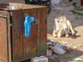 Cow standing near plastic garbage spread openly on street.