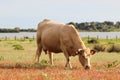 Cow in Donana National Park, Donana nature reserve. wetlands or marsh cow. Cow of Marshes