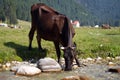 Cow drinking