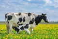 Cow and drinking calf in dutch meadow with dandelions Royalty Free Stock Photo