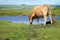 Cow Drinking From Pond