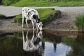 Cow drinking from pond, lake or river Royalty Free Stock Photo